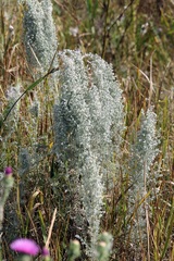 Artemisia austriaca