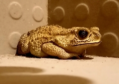 Duttaphrynus melanostictus