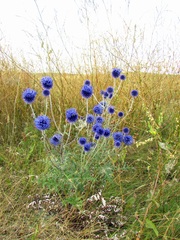 Echinops ritro ruthenicus