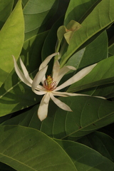 Magnolia × alba