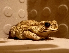 Duttaphrynus melanostictus