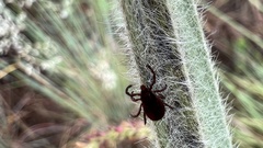 Rhipicephalus sanguineus