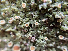 Marchantia emarginata