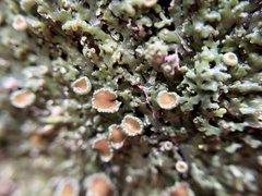 Marchantia emarginata