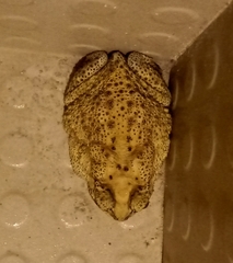 Duttaphrynus melanostictus
