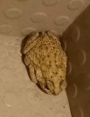Duttaphrynus melanostictus