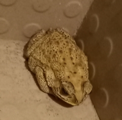Duttaphrynus melanostictus