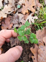 Potentilla sterilis
