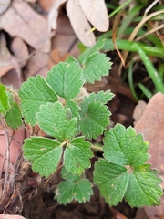 Potentilla sterilis