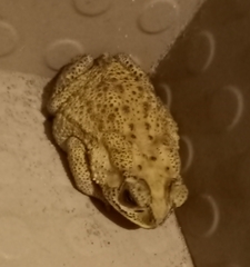 Duttaphrynus melanostictus