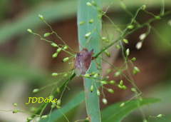 Caonabo pseudoscylax