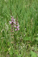 Salvia dumetorum