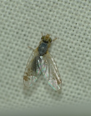 Acanthiophilus helianthi