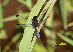 Erythrodiplax atroterminata