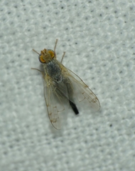 Acanthiophilus helianthi