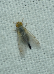 Acanthiophilus helianthi