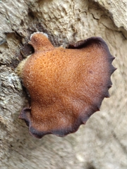 Crepidotaceae