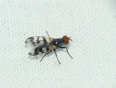 Ceroxys urticae