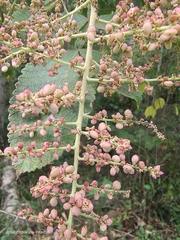 Rhus chinensis