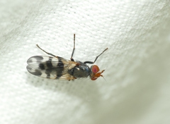 Ceroxys urticae