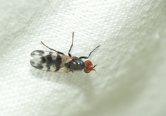 Ceroxys urticae