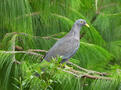Columba arquatrix