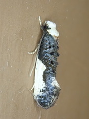 Monopis monachella
