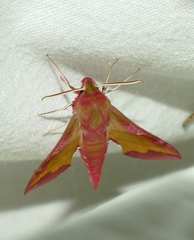 Deilephila porcellus