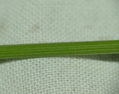 Oenanthe pimpinelloides