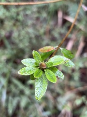 Rhododendron noriakianum