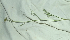 Oenanthe pimpinelloides