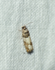 Epinotia thapsiana