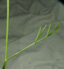 Oenanthe pimpinelloides