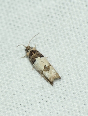 Epinotia thapsiana