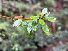 Rhododendron noriakianum