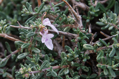Teucrium brevifolium