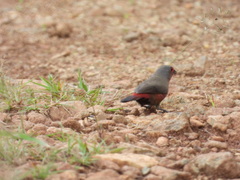 Lagonosticta rubricata