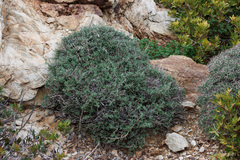 Teucrium brevifolium