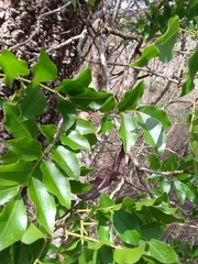 Myroxylon peruiferum