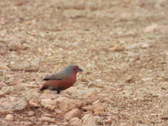 Lagonosticta rubricata