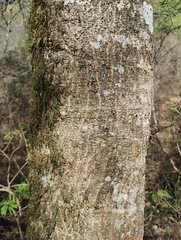 Myroxylon peruiferum