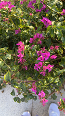 Bougainvillea glabra