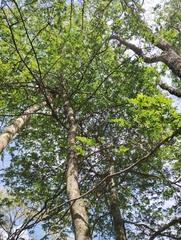 Myroxylon peruiferum