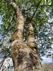 Myroxylon peruiferum