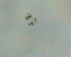 Chroococcales