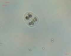 Chroococcales