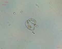 Chlorophyta