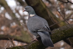 Columba palumbus