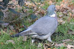 Columba palumbus
