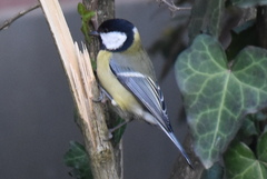 Parus major